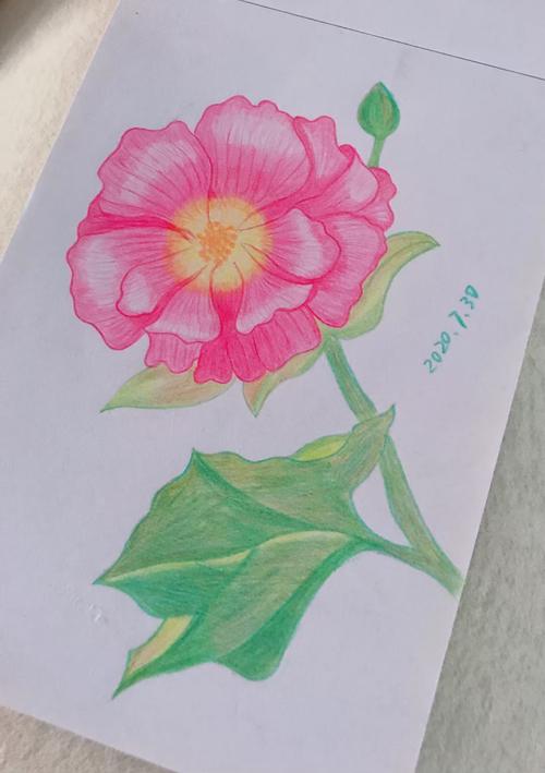 木芙蓉是木槿科灌木植物,花朵端庄大方,有白色,粉色,黄色,红色等品种