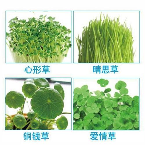 心形草_岩石草籽幸运草水培心形草彩叶草爱情草情思草铜钱草种子迷你