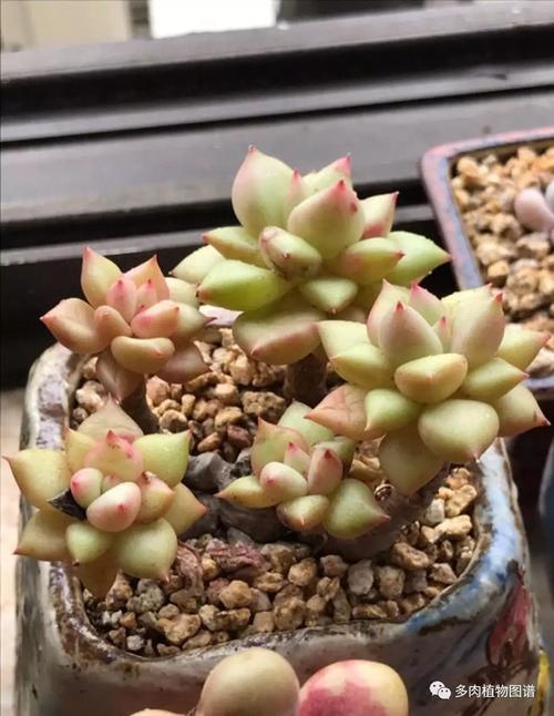 黄金象牙