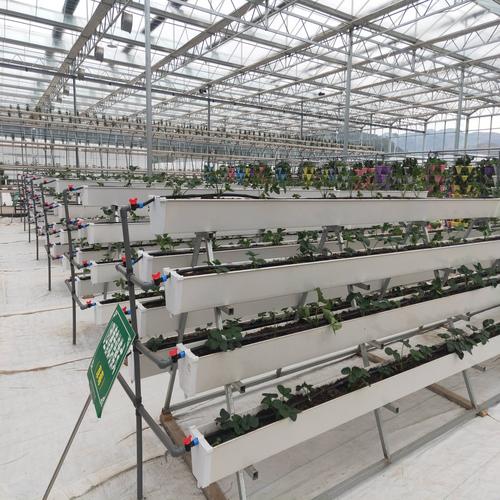番茄草莓蔬菜无土栽培 新人下单优惠 pe种植槽 厂家直销 专业指导