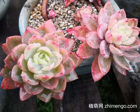 丝绸面纱多肉植物图片