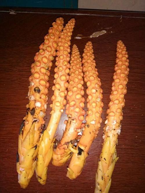 大量出售蛇菰,野生不老草 顶天柱 补肾回春草 草苁蓉滋补