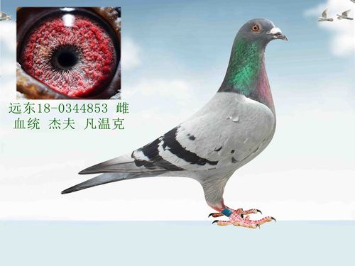 鸽饲料                鸽用具                  杰夫凡温克