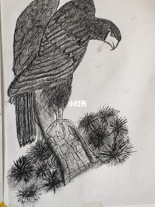 素描鹰_素描_学习_文化_绘画