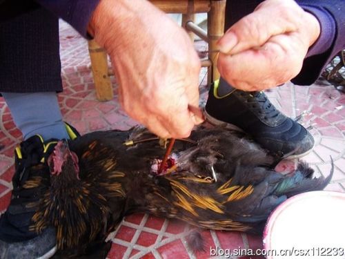 (用棕线把睾丸摘除)