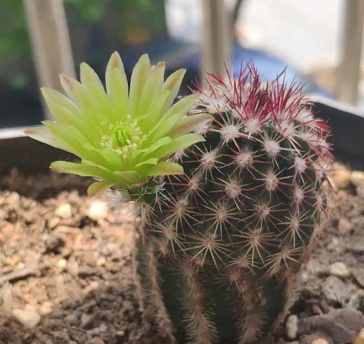 仙人球会开花还特别漂亮20种常见仙人球花名字送给你