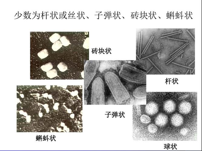病毒形态