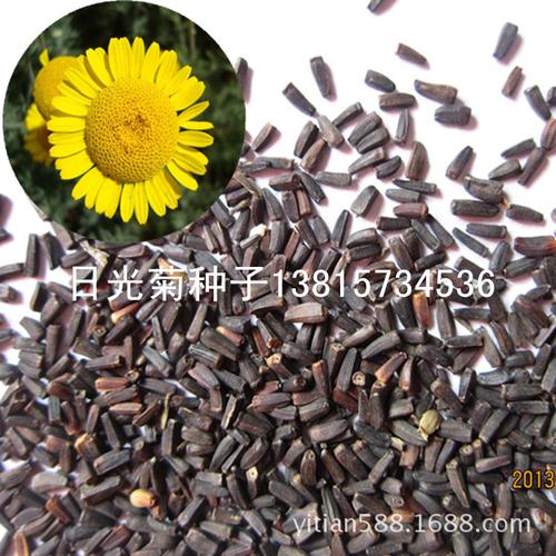 日光菊种子附一朵花