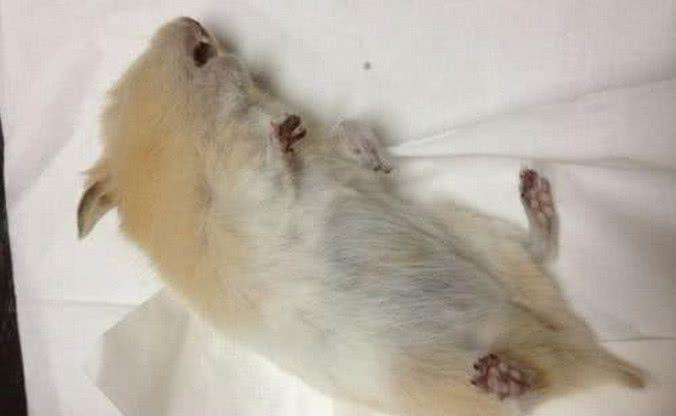 仓鼠死后被埋在后山,半年后过去祭拜,坟头上的东西令人崩溃!