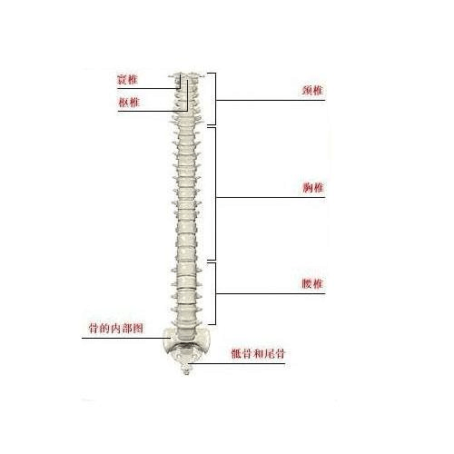 人体脊柱全面示意图  人体正常脊柱全面示意图 人体脊柱亦称脊梁骨,由