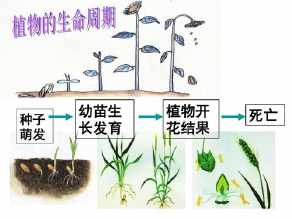 植物的一生科学手抄报