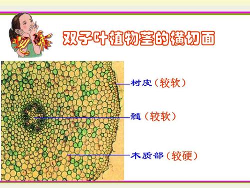 八年级科学植物体中物质的运输1ppt