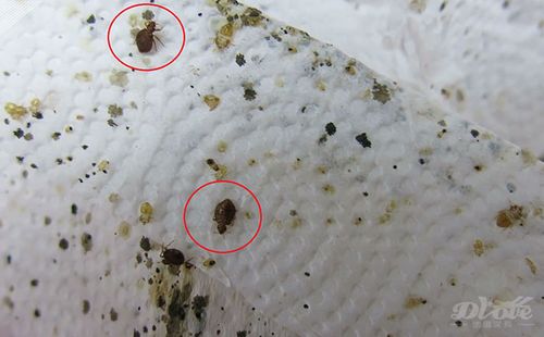 床虱的形成来源以及如何消除弹簧床垫中的床虱