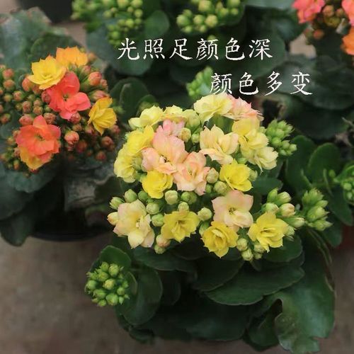 腾跃 变色龙长寿花 金狐狸长寿花 带花带花苞发货 花苞多多ty 变色龙