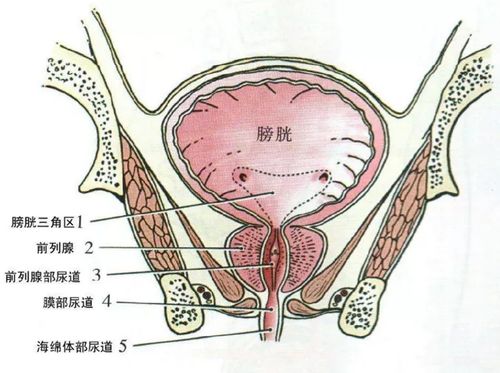 你知道神奇的10个"人体三角区"吗?