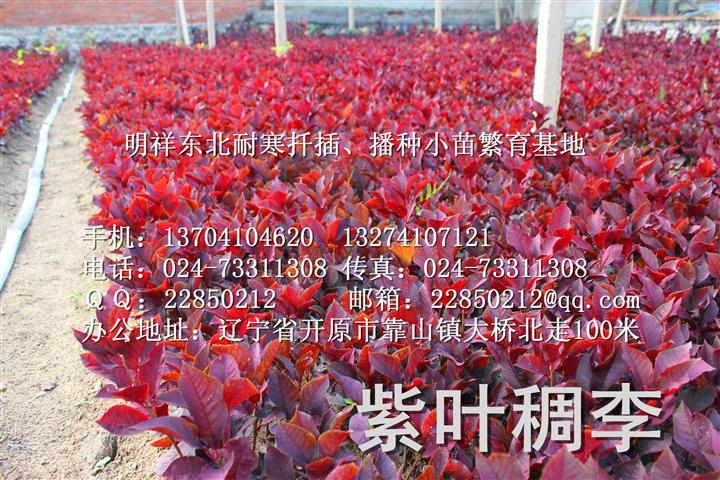 东北紫叶稠李苗&nbsp; 供 应 商: 辽宁省开原市明祥苗木花卉繁育基地