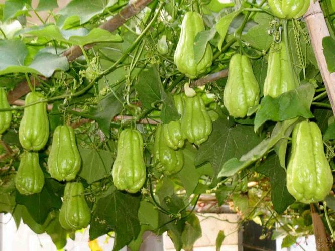 佛手瓜怎么种植步骤