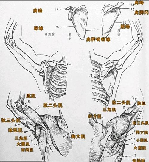 太极拳对肩肘腕的要求是什么