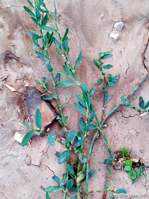 扁蓄,一年生草本,茎匍匐或斜上,基部分枝甚多,生于山野路旁,荒地等处