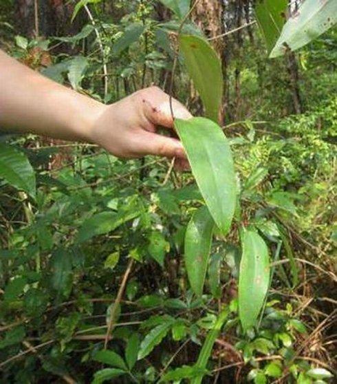 野生的土茯苓