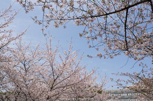 校园樱花