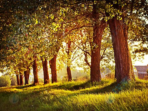 树林晨光草地美景高清图片下载