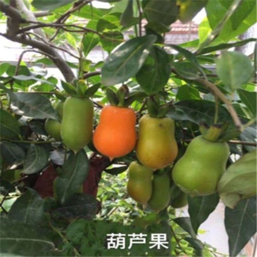 金弹子盆景树苗盆载净化空气四季开花结果带造型母四川小叶葫芦果