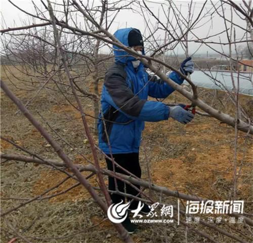 农户正在给果树剪枝结合疫情实际,鼓励农民在做好个人防护的基础上有