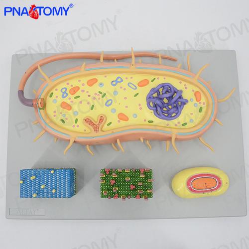 微生物细菌放大模型三分病毒显微结构细胞标本染色体dna生物医学