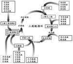 三羧酸循环