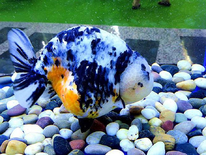 第三届中国(福州)世界金鱼大赛四组冠军---水墨兰寿