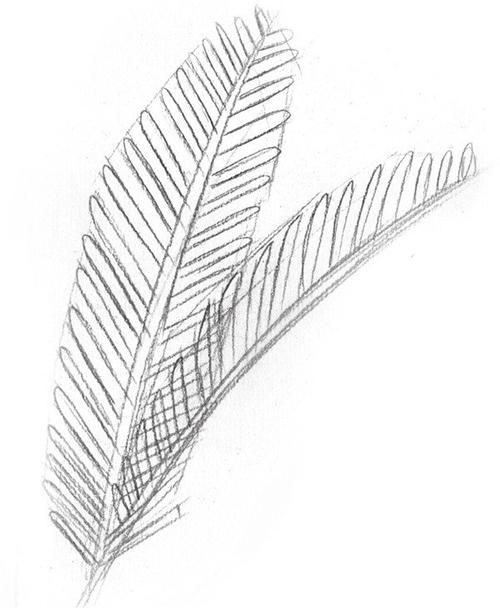 学画画 素描教程 静物素描     4,画出叶子的顶部弧线,并擦除多余边线