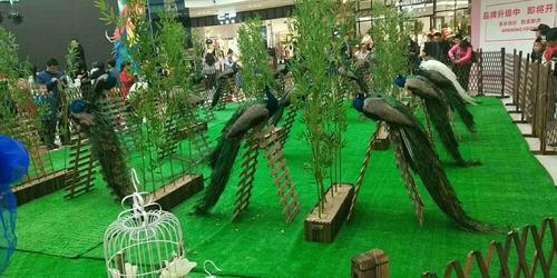 新颖主题会展百鸟展珍稀动物展示出租