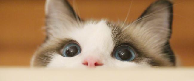 猫重复喵呜是什么意思主要有这三种原因