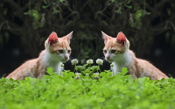 小猫咪赏花