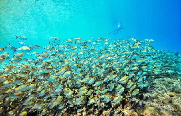 西沙群岛丨中国的马尔代夫,人迹罕至,神秘又美丽!