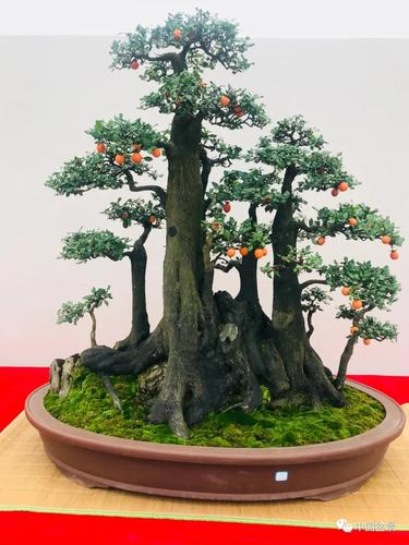 原创金弹子,成为盆景界的新宠