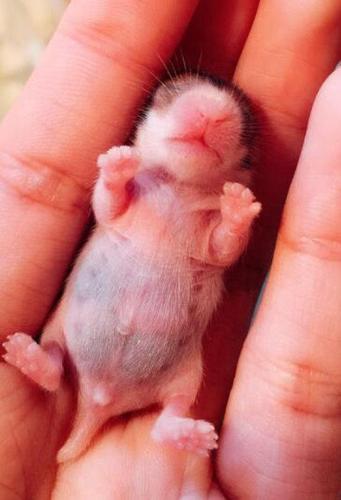 仓鼠生了幼崽都要发朋友圈炫耀太可爱了