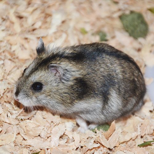 只全国包邮 2 小宠物仓鼠活体三线黑色老鼠家养迷你动物礼物萌宠买