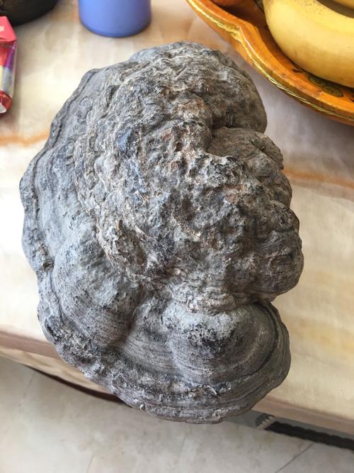 这个野生灵芝要怎样处理,石头一样硬
