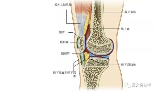 膝盖痛不一定是骨关节炎_肌腱