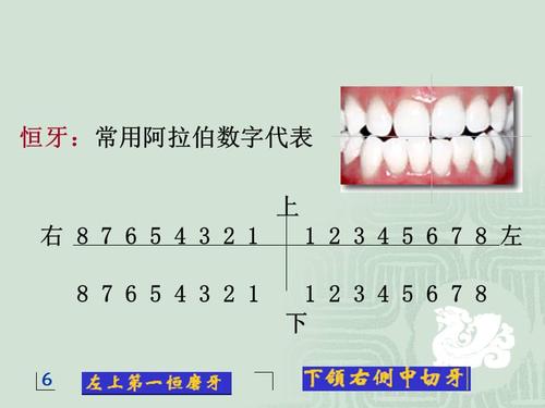 牙位记录课件