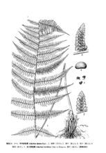 根状茎短,直立,先端和叶柄基部密被深褐色,卵状披针形或披
