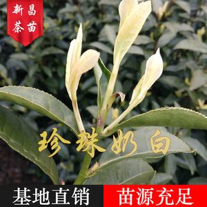 奶白茶苗