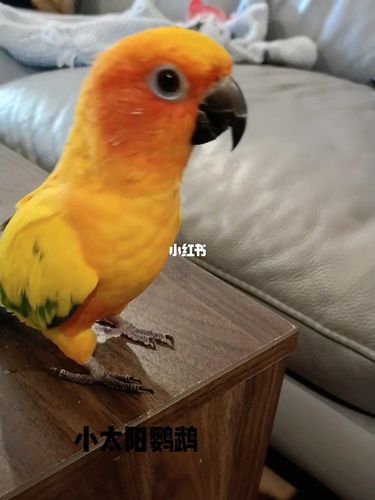 喜欢转圈圈的小太阳鹦鹉!小可爱!_鹦鹉_小太阳鹦鹉_宠物_宠物其他