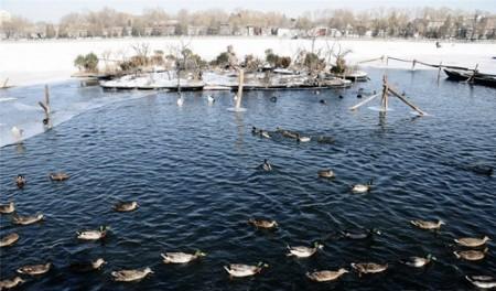 "鸭司令"让野鸭岛在后海"生根"