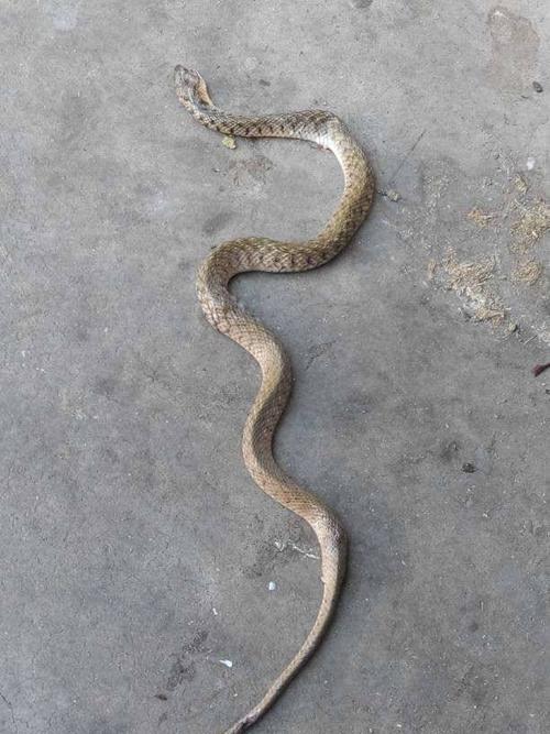 别称花浪蛇,黄带水蛇,草游蛇,草腹链.为无毒蛇.