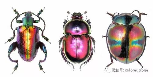 3种金龟子科的昆虫
