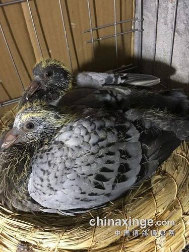 图文:幼鸽30天成长全记录