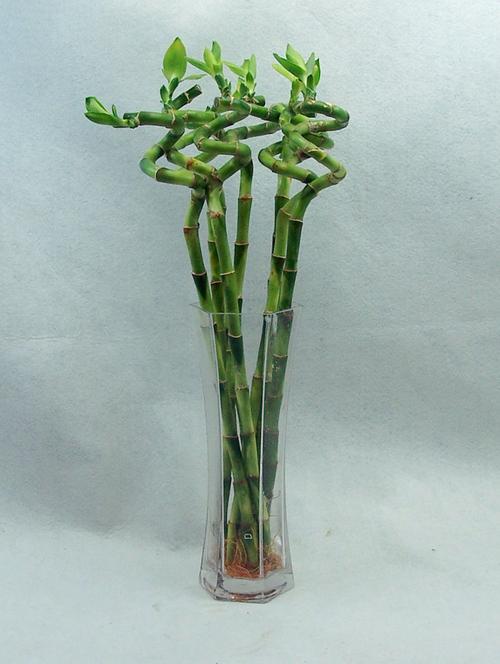 id="12718390">叶仙龙血树 /a>,水观音,为百合科龙血树属观叶植物